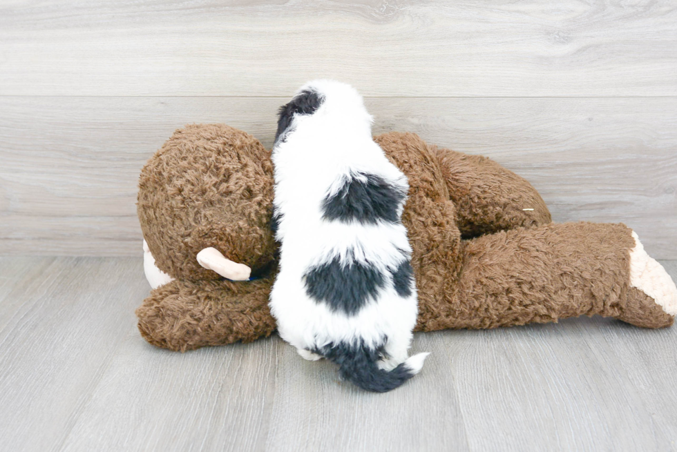 Fluffy Mini Sheepadoodle Poodle Mix Pup