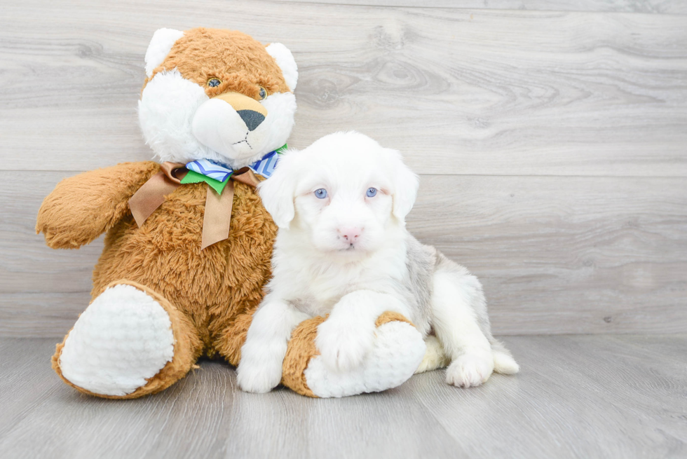 Mini Sheepadoodle Puppy for Adoption