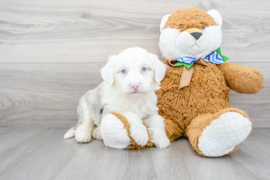 Petite Mini Sheepadoodle Poodle Mix Pup