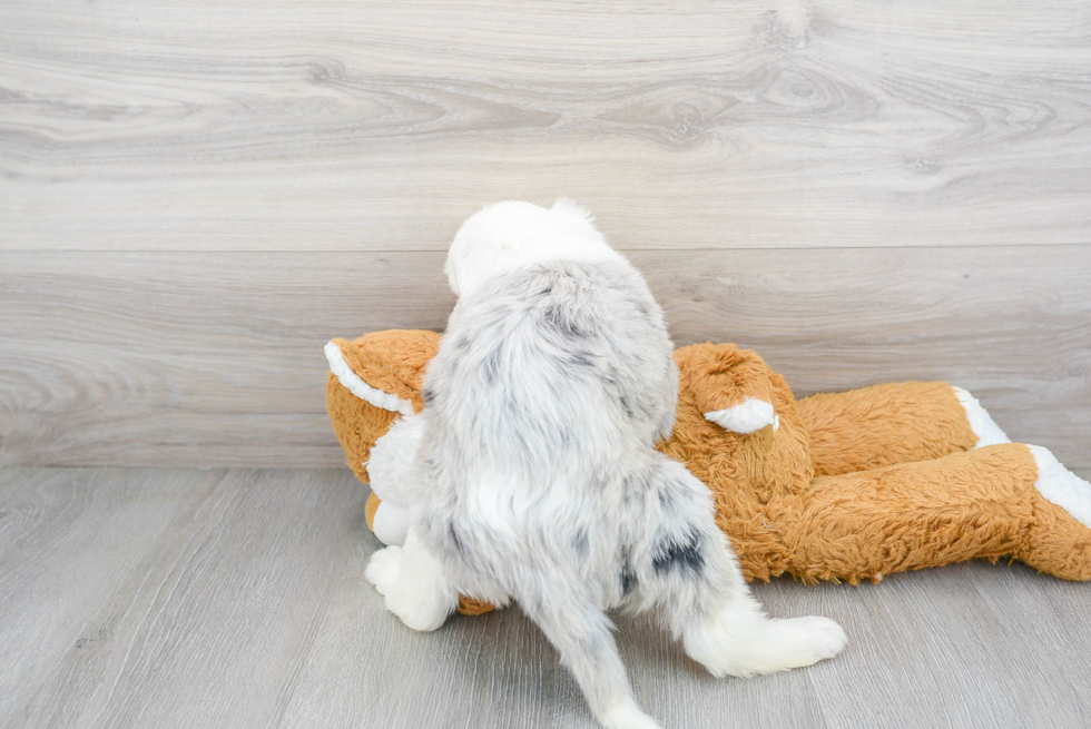 Sweet Mini Sheepadoodle Baby