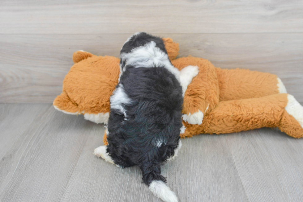 Funny Mini Sheepadoodle Poodle Mix Pup