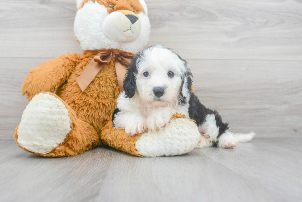 Mini Sheepadoodle Pup Being Cute