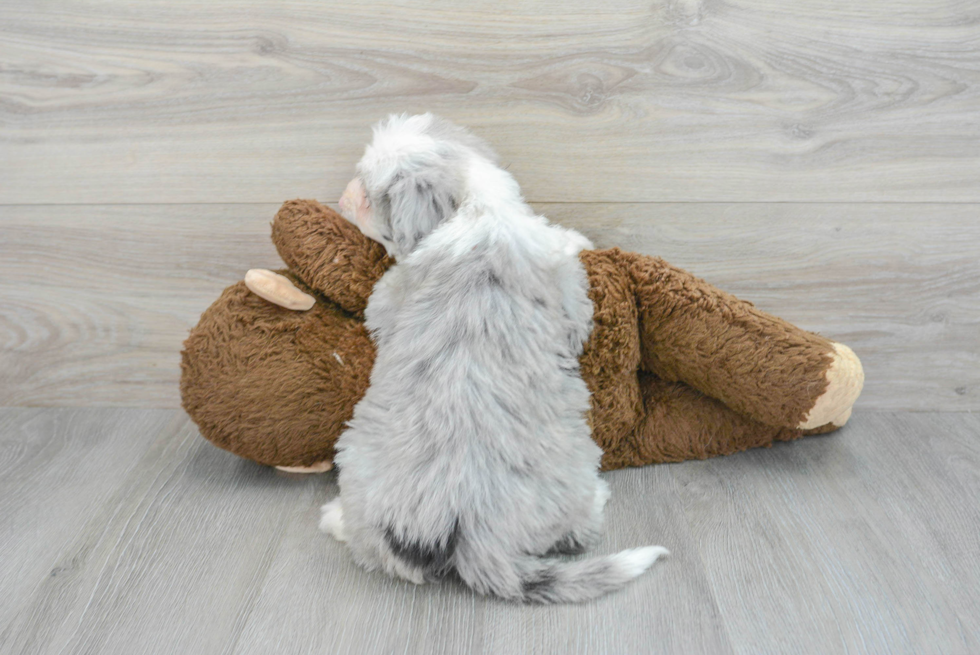 Energetic Sheep Dog Poodle Mix Puppy