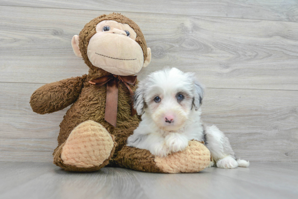 Small Mini Sheepadoodle Baby