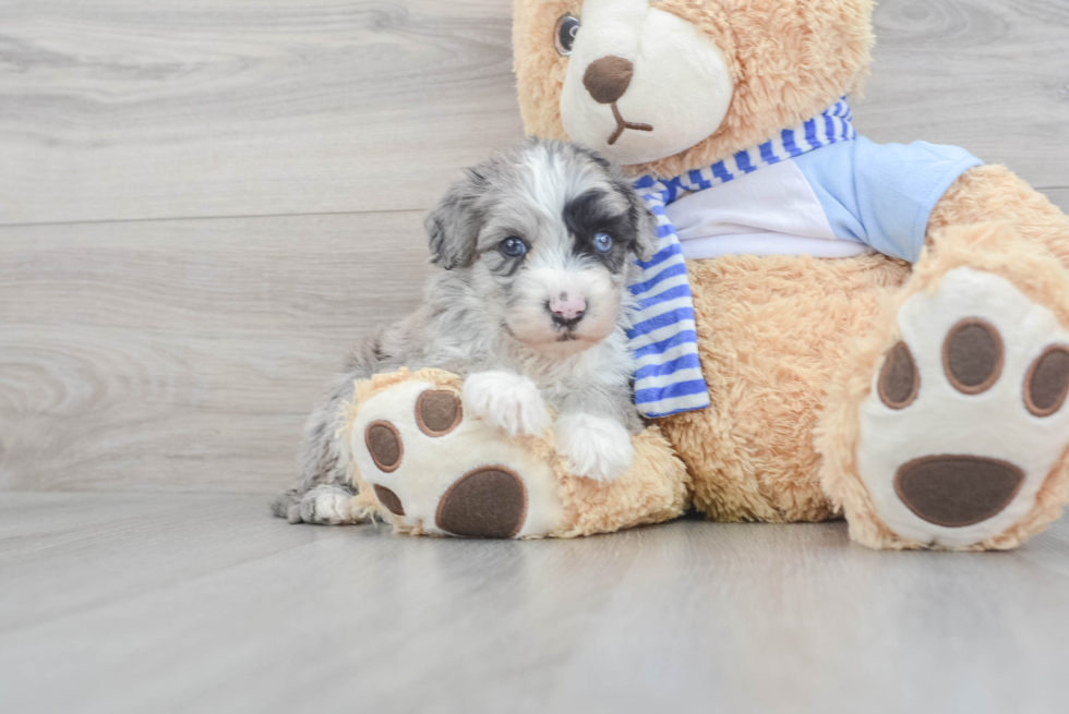 Popular Mini Sheepadoodle Poodle Mix Pup