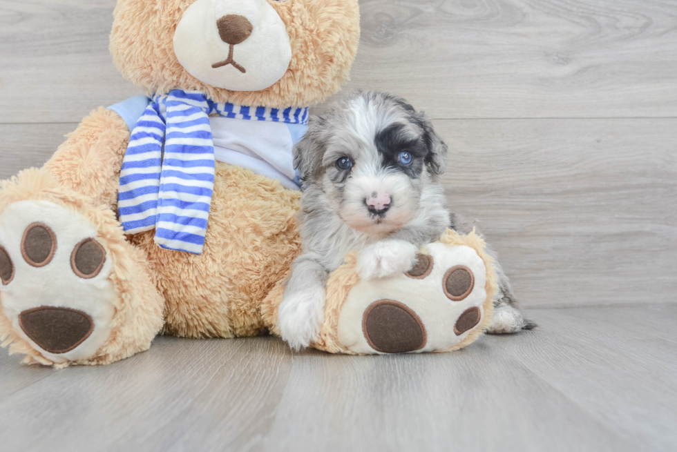 Smart Mini Sheepadoodle Poodle Mix Pup