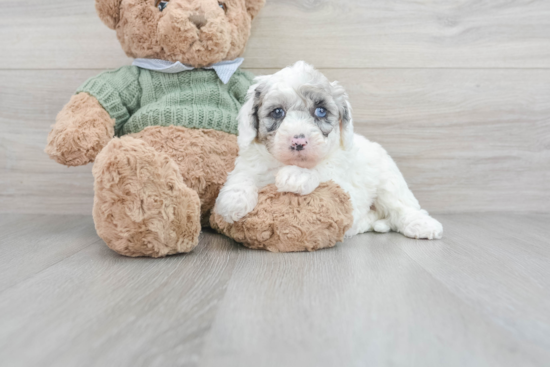 Mini Sheepadoodle Pup Being Cute