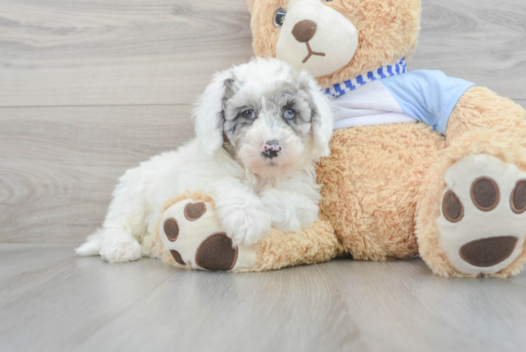 Mini Sheepadoodle Pup Being Cute