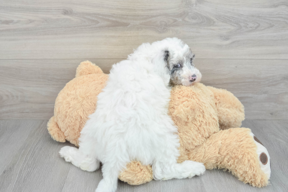 Sweet Mini Sheepadoodle Baby