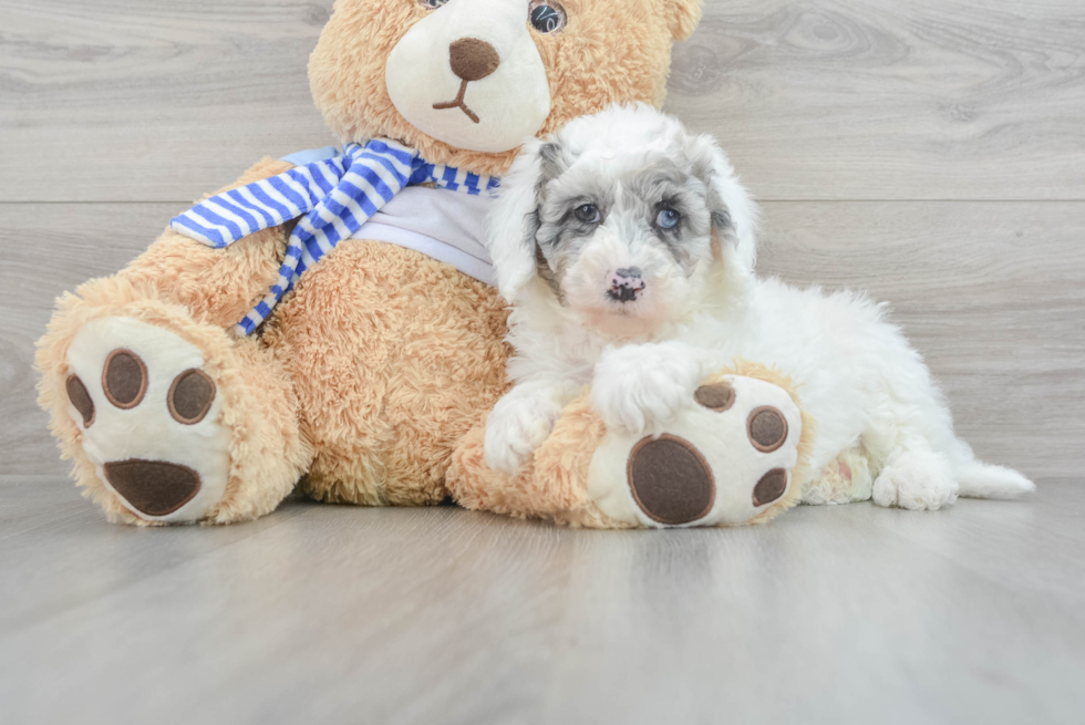 Friendly Mini Sheepadoodle Baby