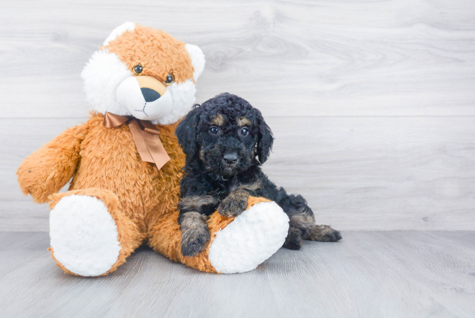 Energetic Sheep Dog Poodle Mix Puppy