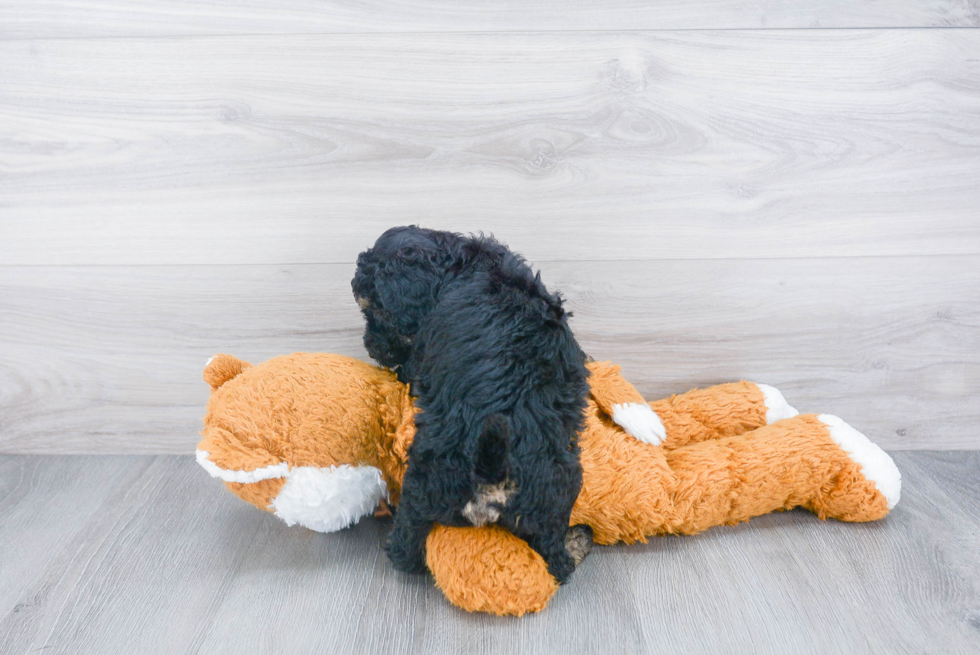 Mini Sheepadoodle Puppy for Adoption