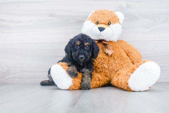 Mini Sheepadoodle Pup Being Cute