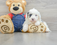 5 week old Mini Sheepadoodle Puppy For Sale - Premier Pups