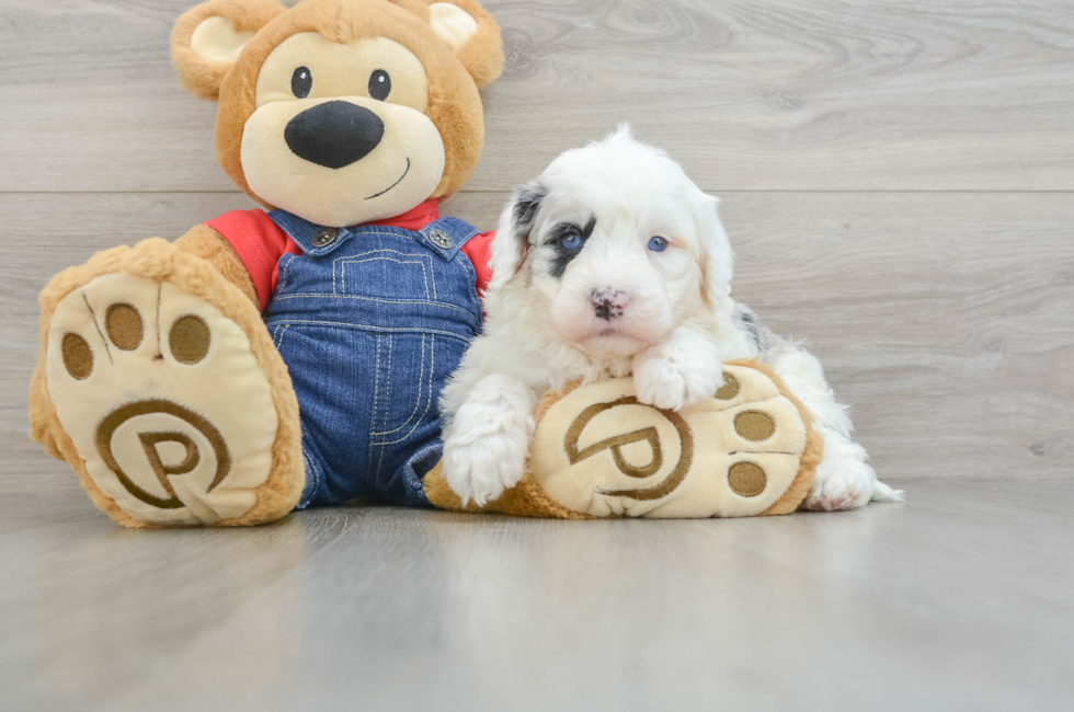 5 week old Mini Sheepadoodle Puppy For Sale - Premier Pups