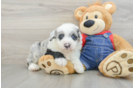 Mini Sheepadoodle Puppy for Adoption
