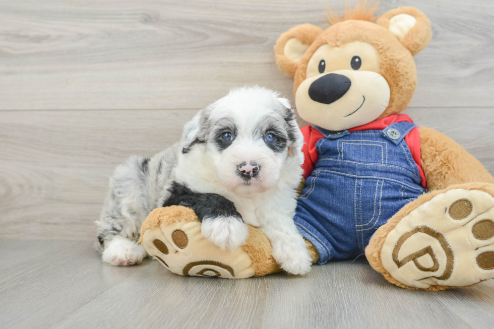 Mini Sheepadoodle Puppy for Adoption