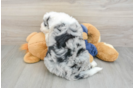 Cute Mini Sheepadoodle Baby