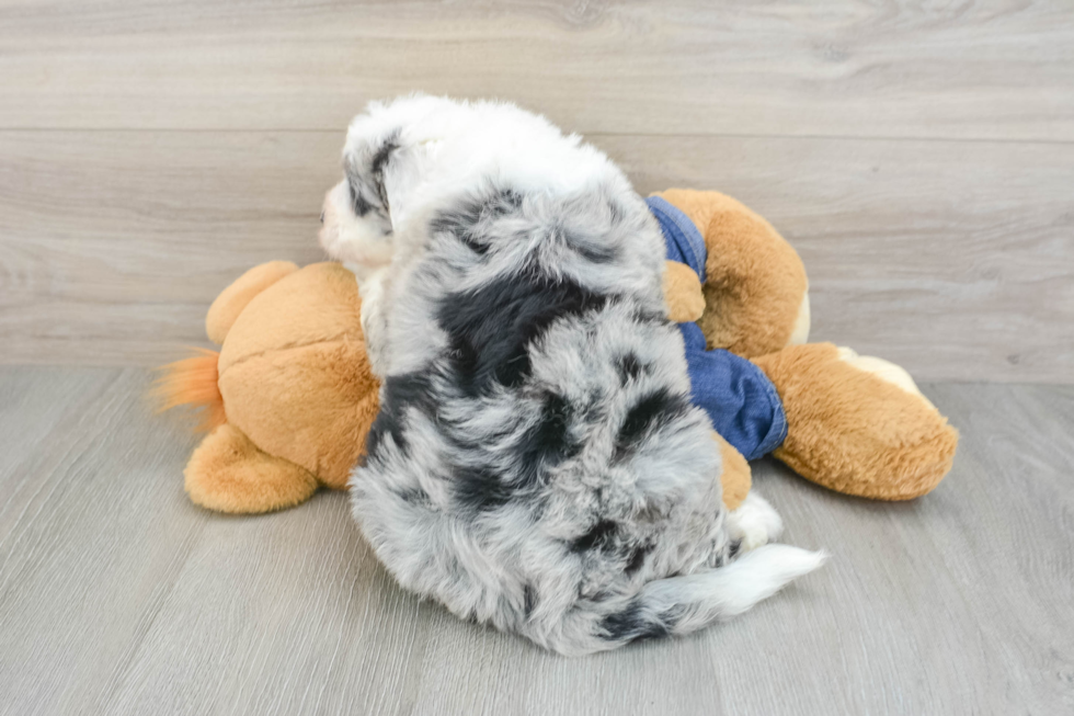 Cute Mini Sheepadoodle Baby