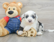 5 week old Mini Sheepadoodle Puppy For Sale - Premier Pups