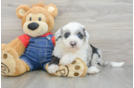 Friendly Mini Sheepadoodle Baby