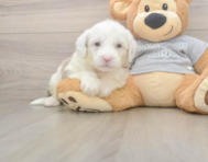 6 week old Mini Sheepadoodle Puppy For Sale - Premier Pups