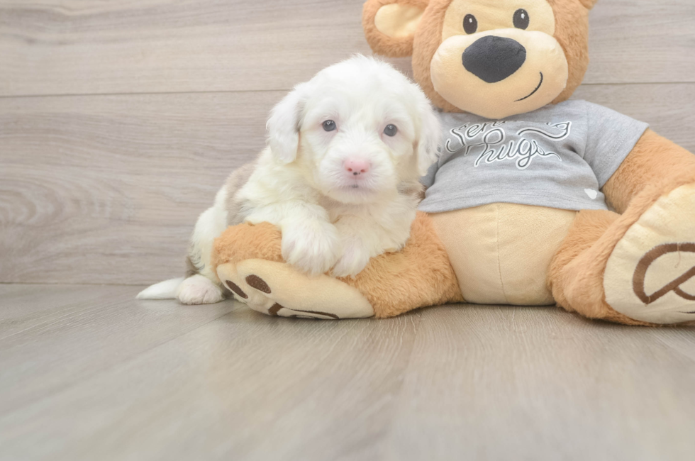 5 week old Mini Sheepadoodle Puppy For Sale - Premier Pups