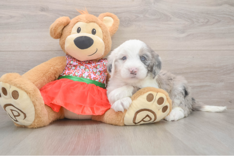 Mini Sheepadoodle Pup Being Cute
