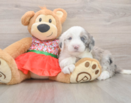 5 week old Mini Sheepadoodle Puppy For Sale - Premier Pups