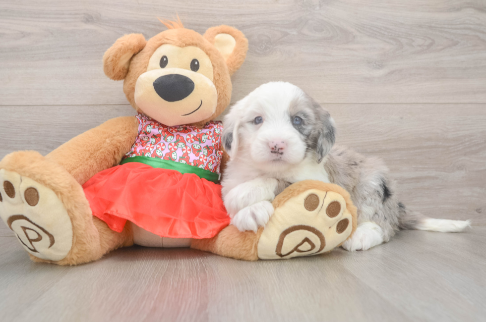 5 week old Mini Sheepadoodle Puppy For Sale - Premier Pups