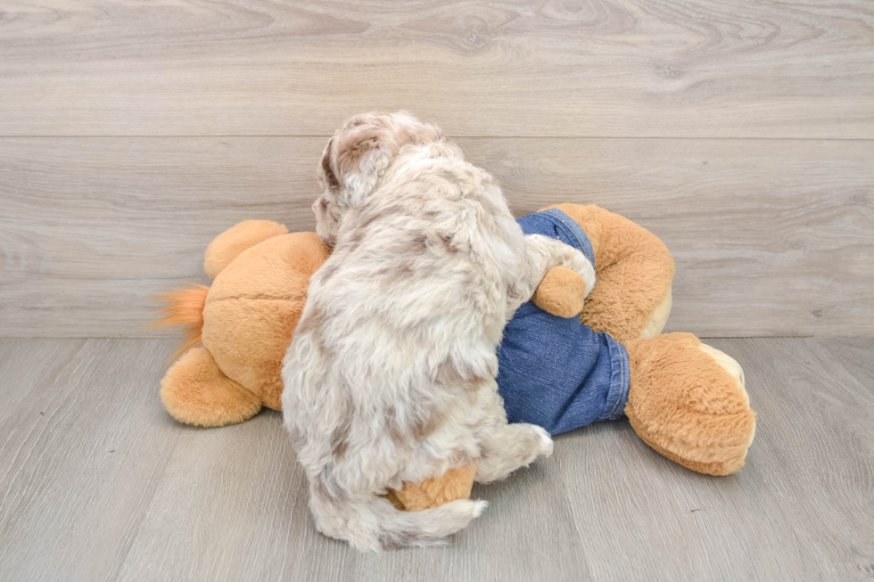 Mini Sheepadoodle Pup Being Cute