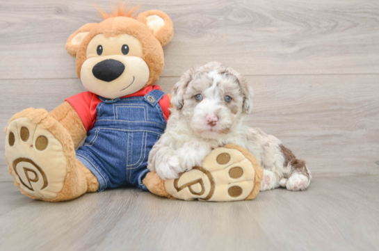 Mini Sheepadoodle Pup Being Cute