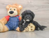 5 week old Mini Sheepadoodle Puppy For Sale - Premier Pups