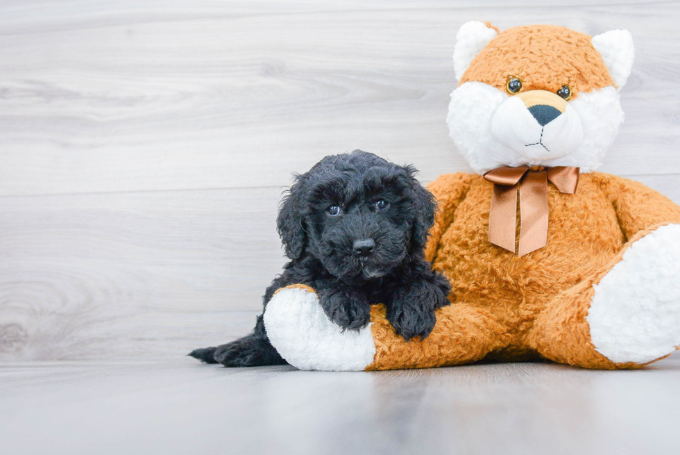 Fluffy Mini Sheepadoodle Poodle Mix Pup