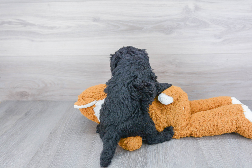 Popular Mini Sheepadoodle Poodle Mix Pup