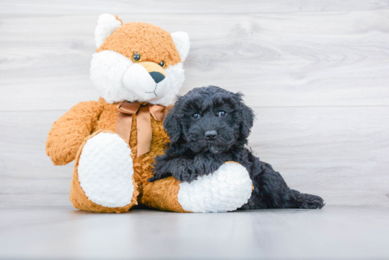 Petite Mini Sheepadoodle Poodle Mix Pup