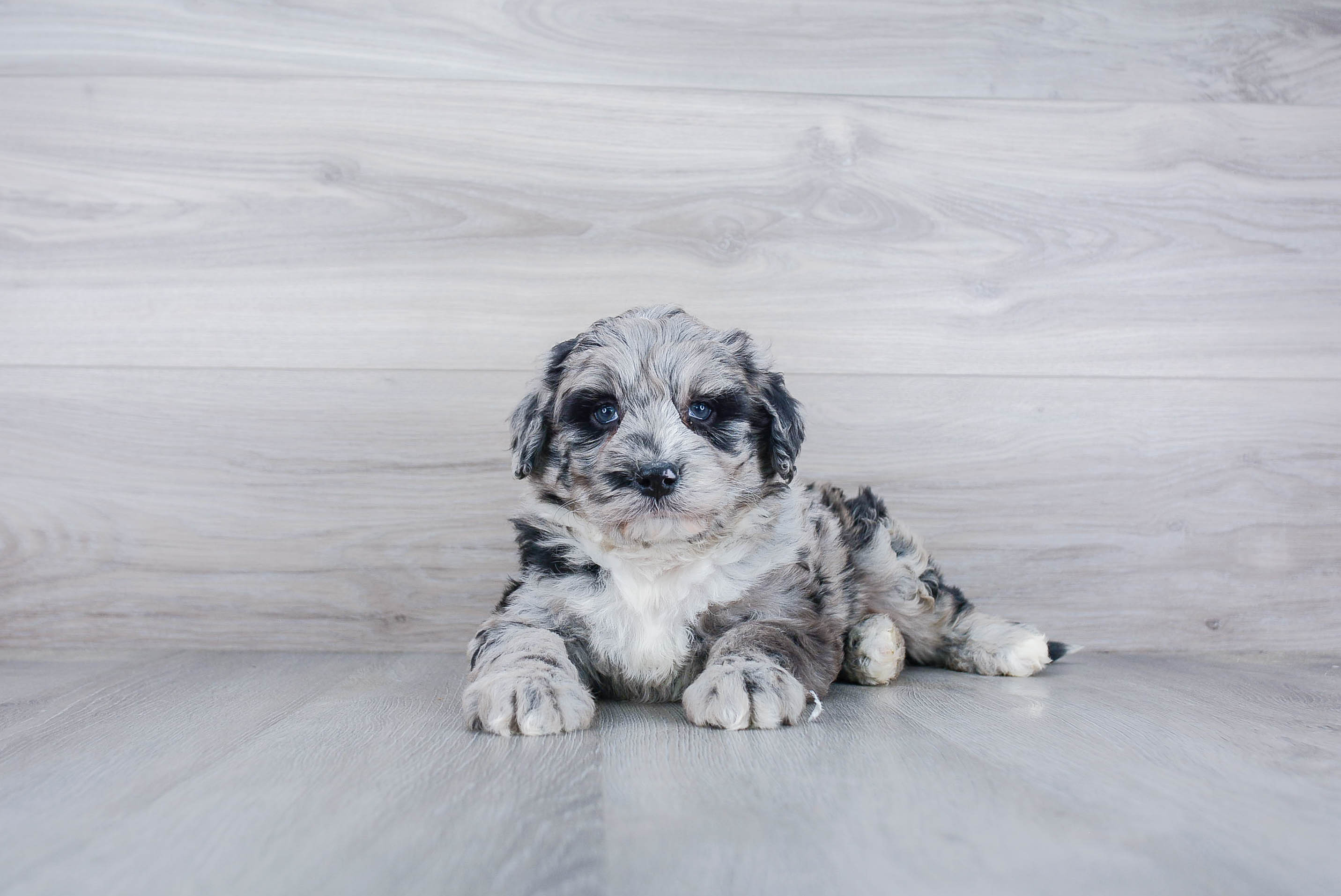 Hypoallergenic Sheep Dog Poodle Mix Puppy