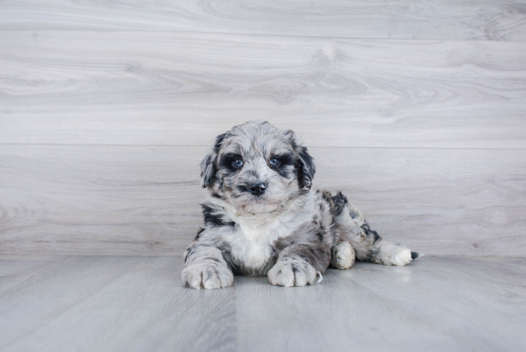 Hypoallergenic Sheep Dog Poodle Mix Puppy