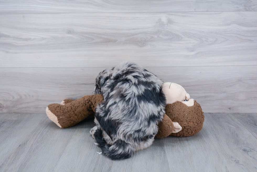 Mini Sheepadoodle Pup Being Cute