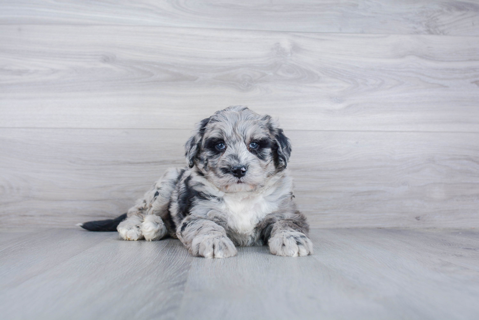 Small Mini Sheepadoodle Baby