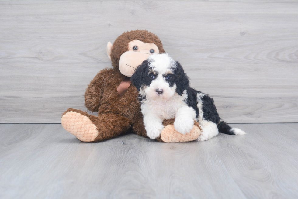 Funny Mini Sheepadoodle Poodle Mix Pup