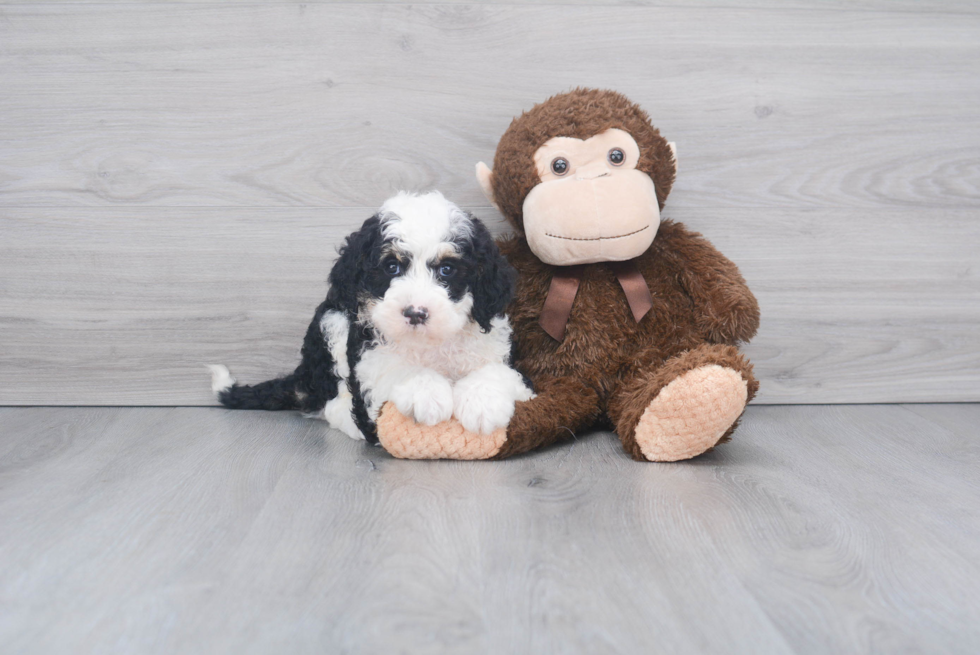 Friendly Mini Sheepadoodle Baby