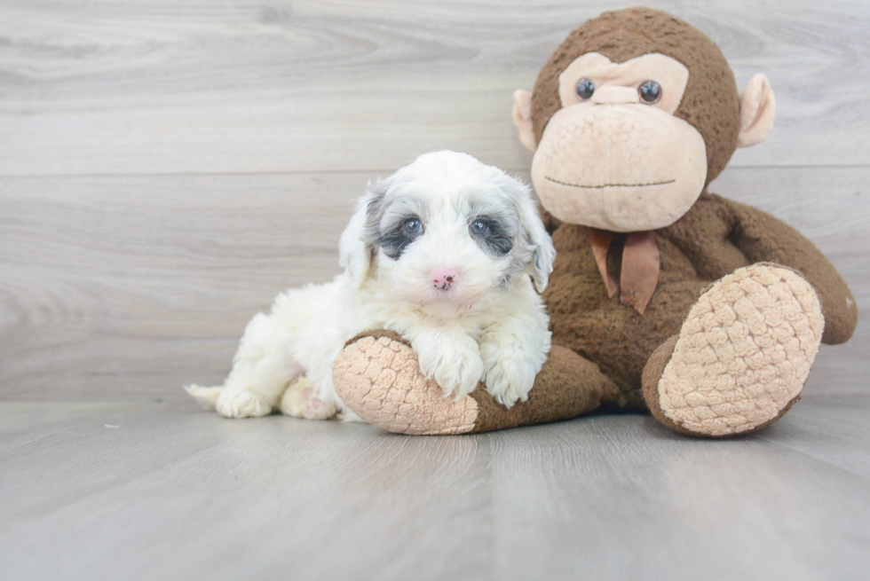 Playful Sheep Dog Poodle Mix Puppy