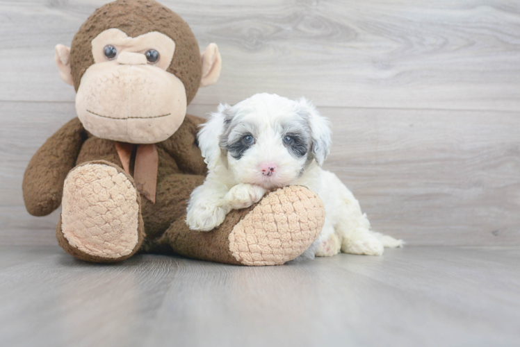 Best Mini Sheepadoodle Baby