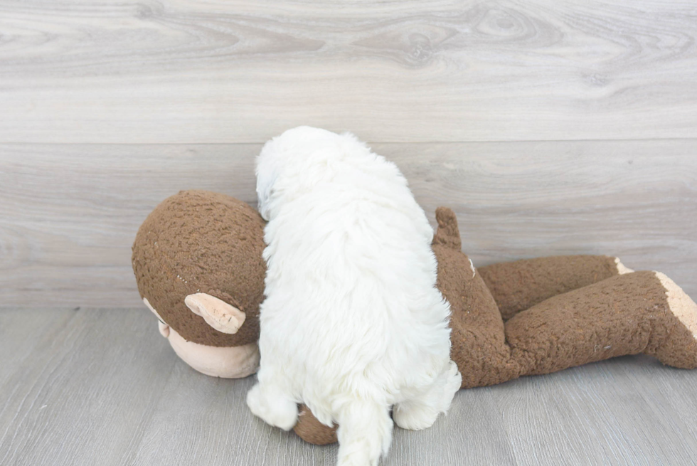 Sweet Mini Sheepadoodle Baby