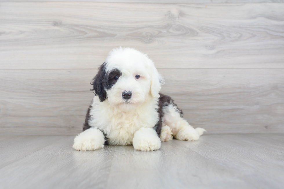 Best Mini Sheepadoodle Baby