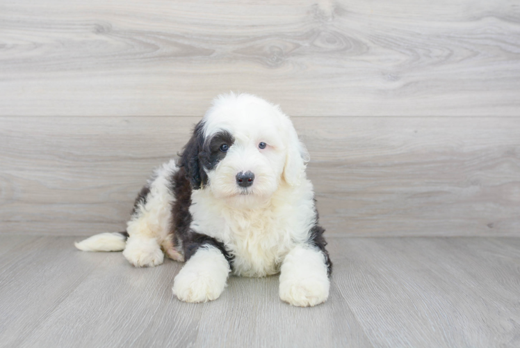 Mini Sheepadoodle Pup Being Cute