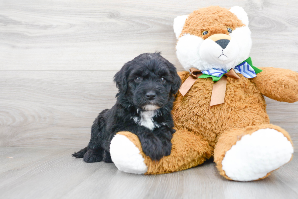 Energetic Sheep Dog Poodle Mix Puppy