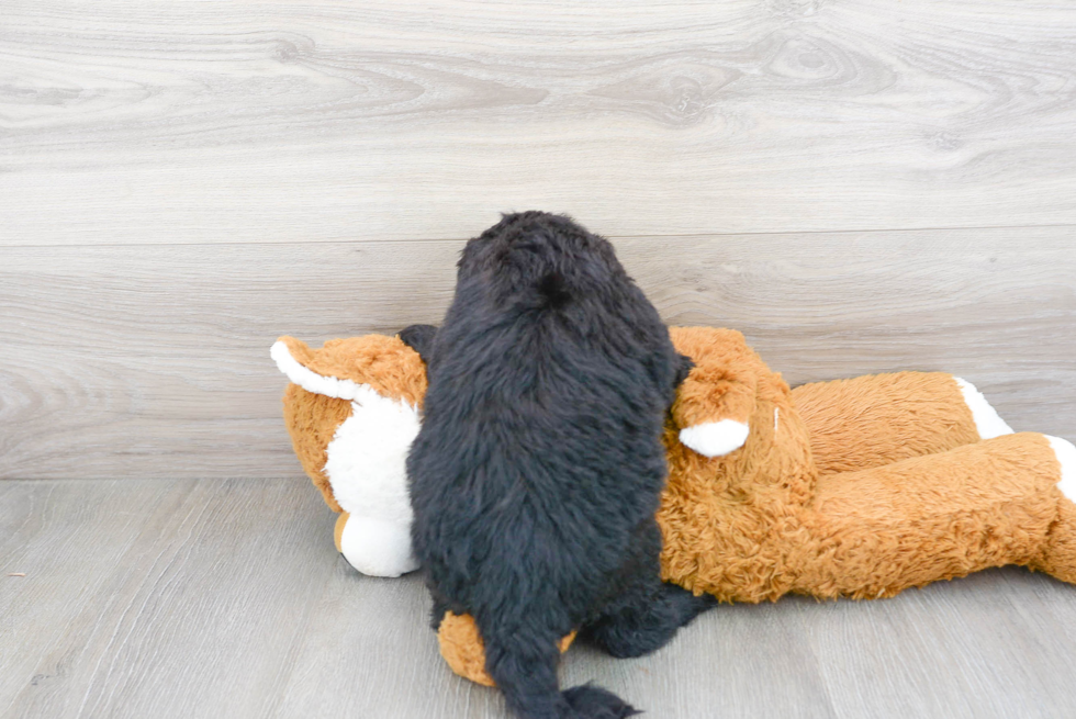 Mini Sheepadoodle Puppy for Adoption