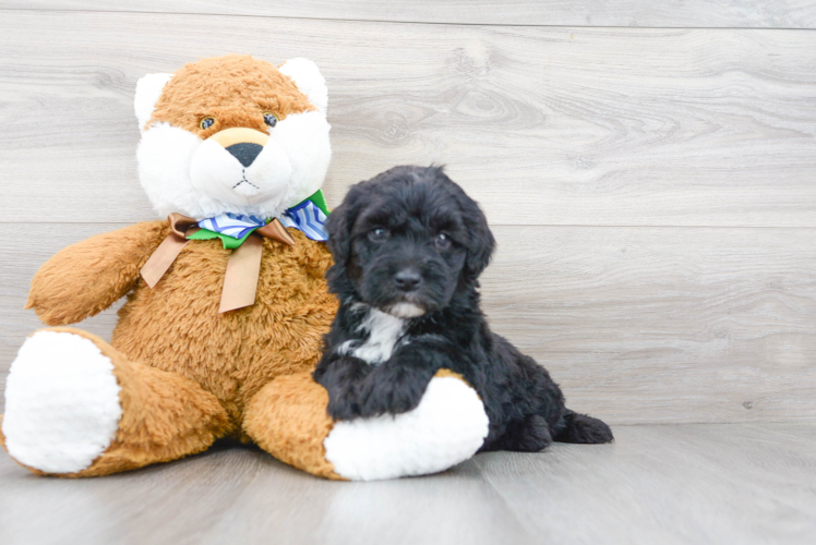 Mini Sheepadoodle Pup Being Cute